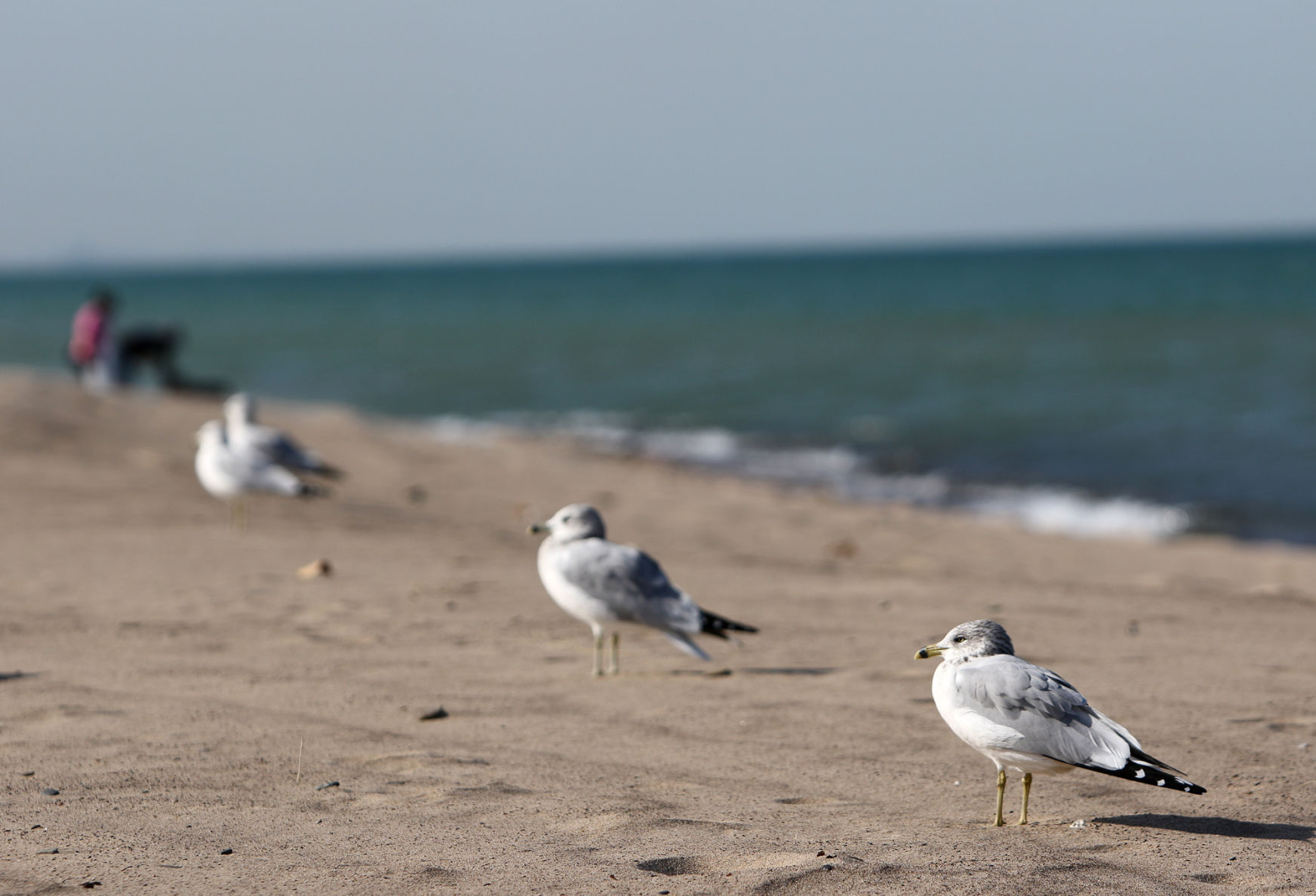 Indiana Dunes National Lakeshore